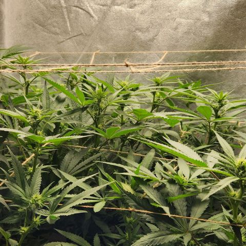 Purple Buddha #1 growlog timeline photo