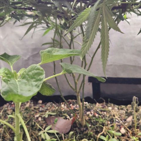 Purple Buddha #1 growlog timeline photo