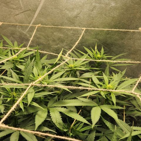 Purple Buddha #1 growlog timeline photo