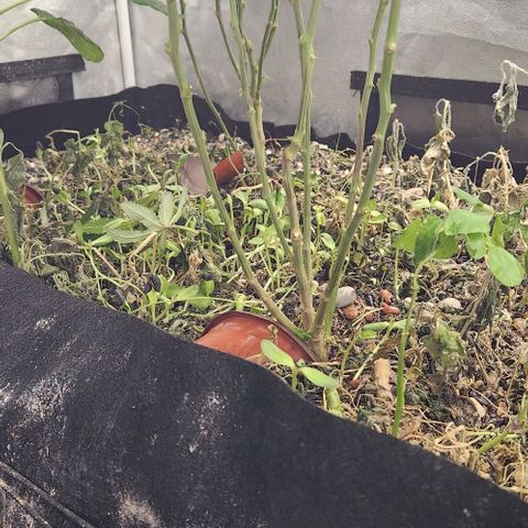 Purple Buddha #2 growlog timeline photo