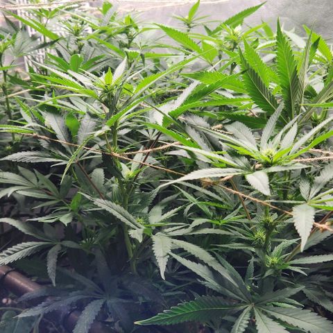 Purple Buddha #2 growlog timeline photo