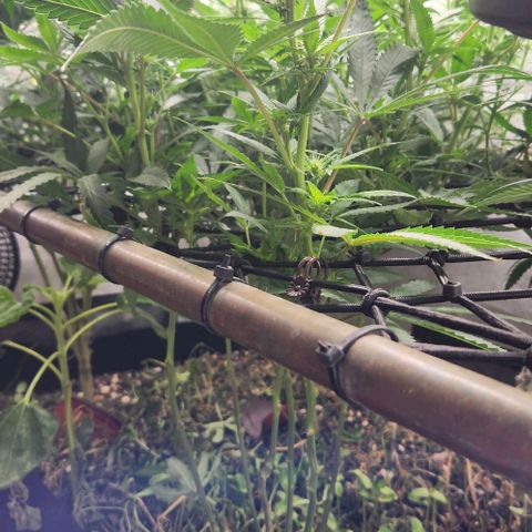 Purple Buddha #2 growlog timeline photo
