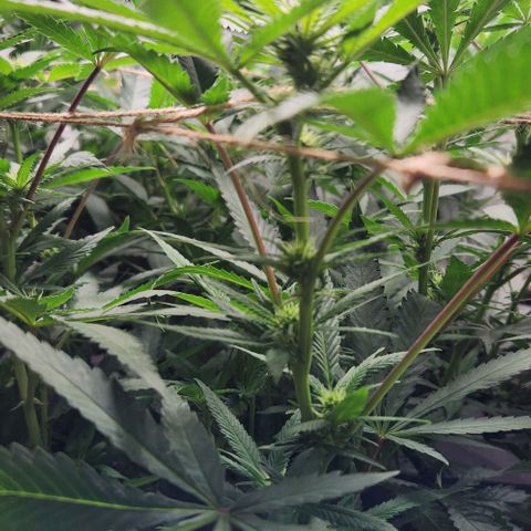 Purple Buddha #2 growlog timeline photo
