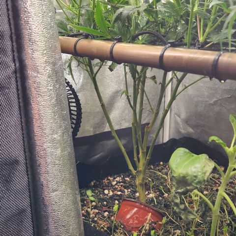 God Bud #1 growlog timeline photo