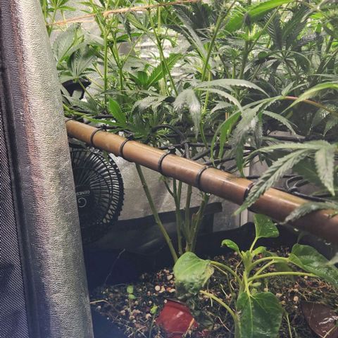 God Bud #1 growlog timeline photo