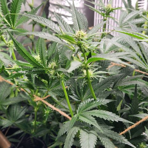 God Bud #1 growlog timeline photo