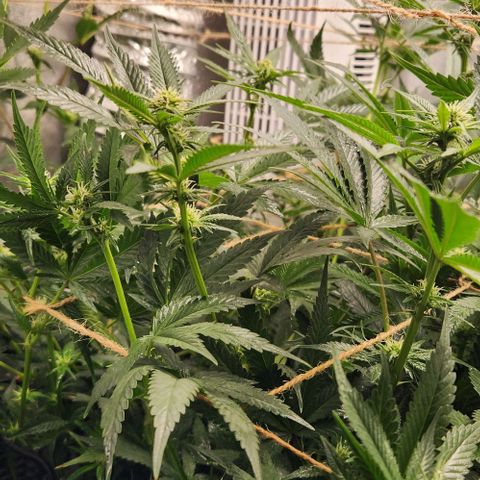 God Bud #1 growlog timeline photo