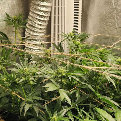 God Bud #1 growlog timeline photo