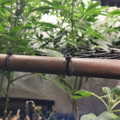 God Bud #2 growlog timeline photo