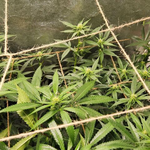 God Bud #2 growlog timeline photo