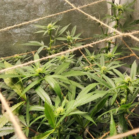 God Bud #2 growlog timeline photo