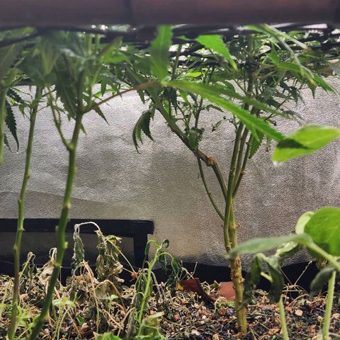 God Bud #2 growlog timeline photo