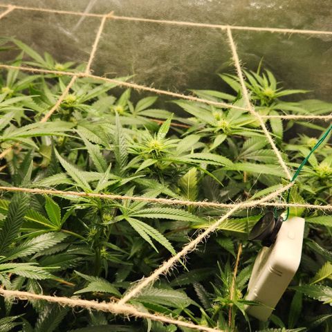 Purple Buddha #1 growlog timeline photo