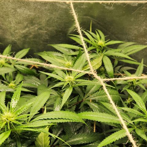 Purple Buddha #1 growlog timeline photo
