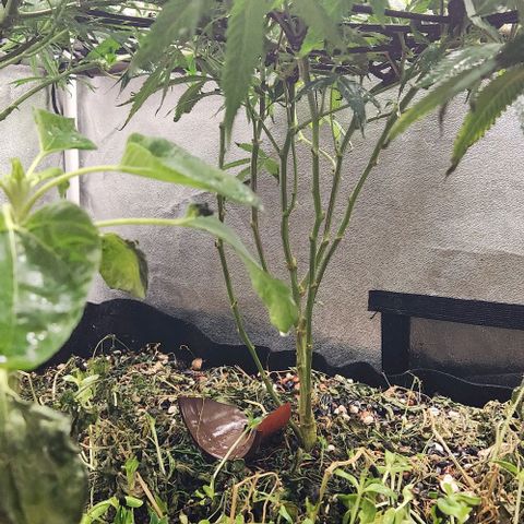 Purple Buddha #1 growlog timeline photo