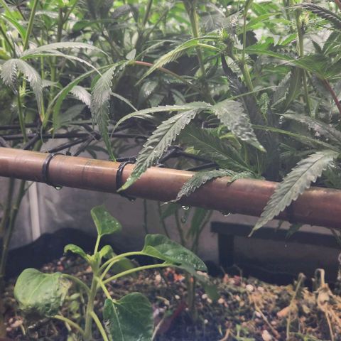Purple Buddha #1 growlog timeline photo
