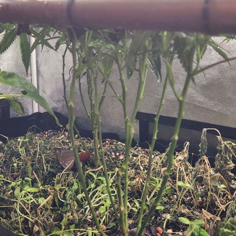 Purple Buddha #2 growlog timeline photo