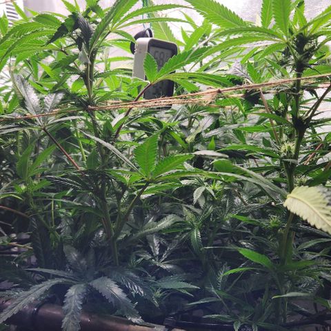 Purple Buddha #2 growlog timeline photo