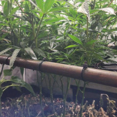Purple Buddha #2 growlog timeline photo