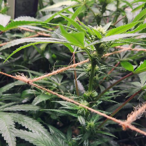 Purple Buddha #2 growlog timeline photo