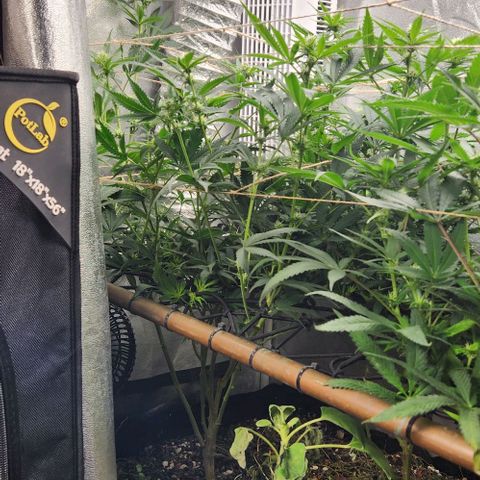 God Bud #1 growlog timeline photo