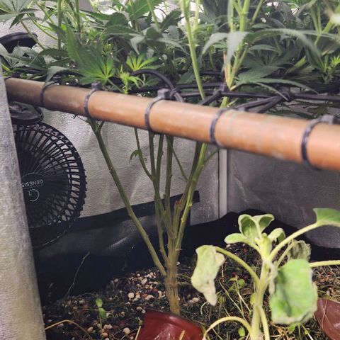 God Bud #1 growlog timeline photo