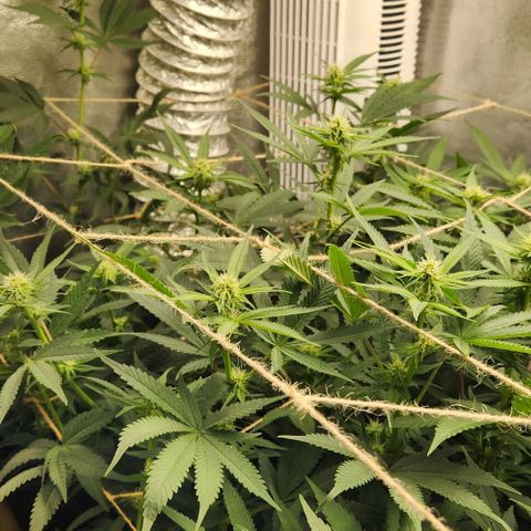 God Bud #1 growlog timeline photo
