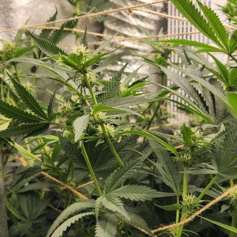 God Bud #1 growlog timeline photo
