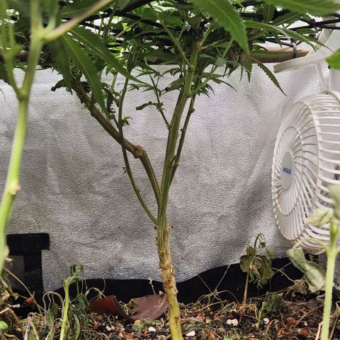 God Bud #2 growlog timeline photo