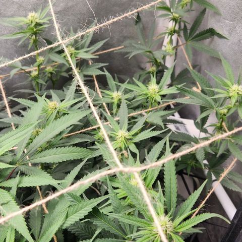 God Bud #2 growlog timeline photo