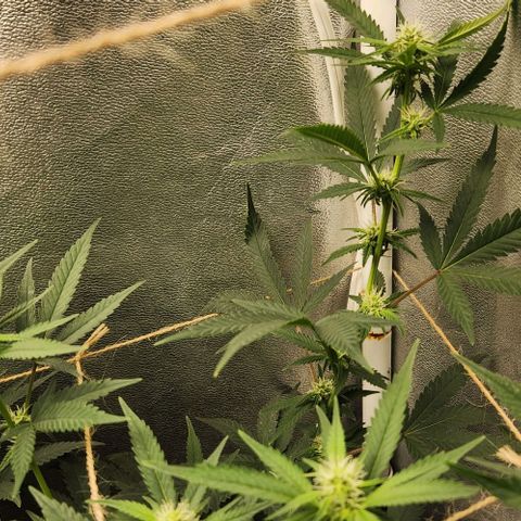 God Bud #2 growlog timeline photo