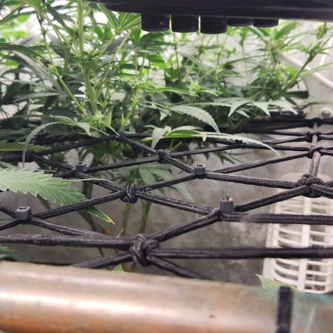 God Bud #2 growlog timeline photo