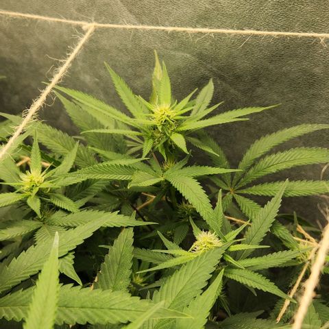 Purple Buddha #1 growlog timeline photo
