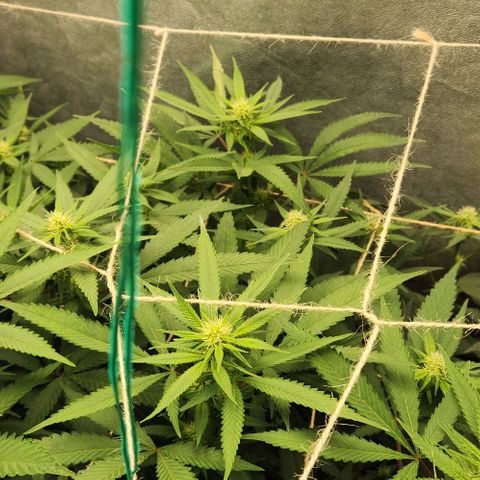 Purple Buddha #1 growlog timeline photo