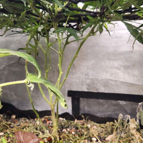 Purple Buddha #1 growlog timeline photo