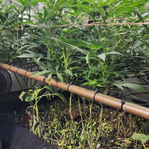 Purple Buddha #2 growlog timeline photo