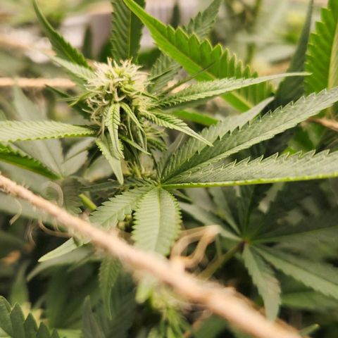 God Bud #1 growlog timeline photo