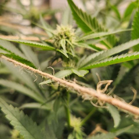 God Bud #1 growlog timeline photo