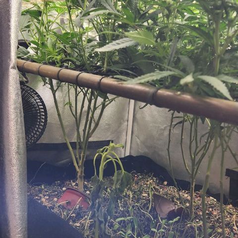 God Bud #1 growlog timeline photo