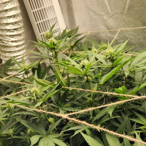 God Bud #1 growlog timeline photo