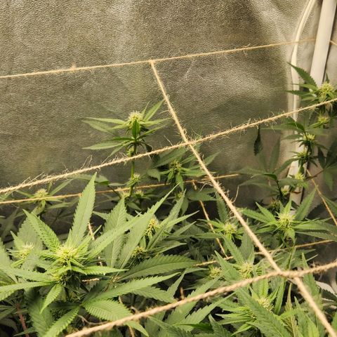 God Bud #2 growlog timeline photo