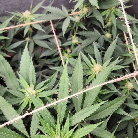 God Bud #2 growlog timeline photo