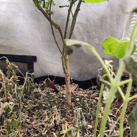 God Bud #2 growlog timeline photo