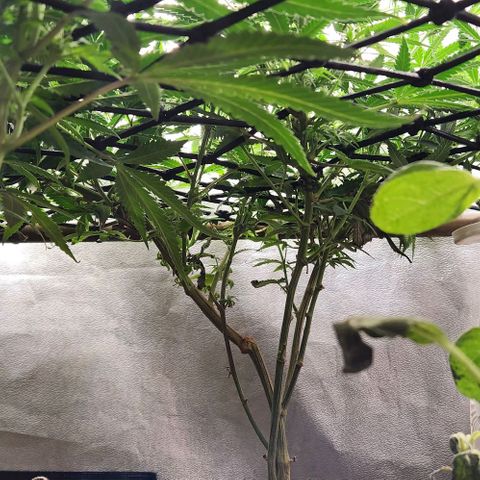 God Bud #2 growlog timeline photo