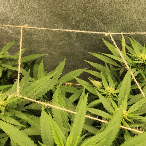 Purple Buddha #1 growlog timeline photo