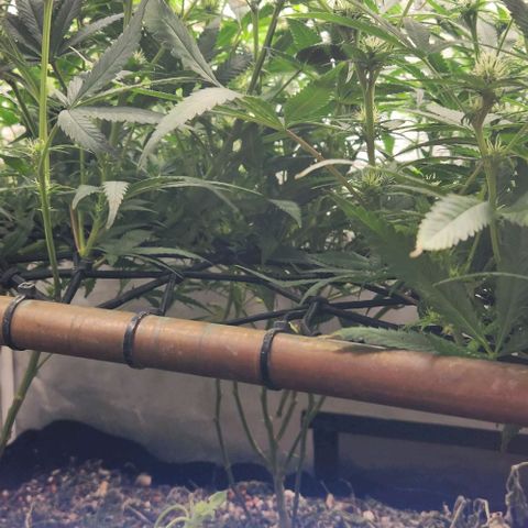 Purple Buddha #1 growlog timeline photo