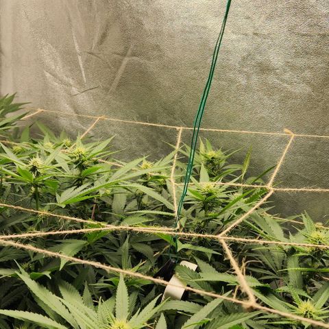 Purple Buddha #1 growlog timeline photo
