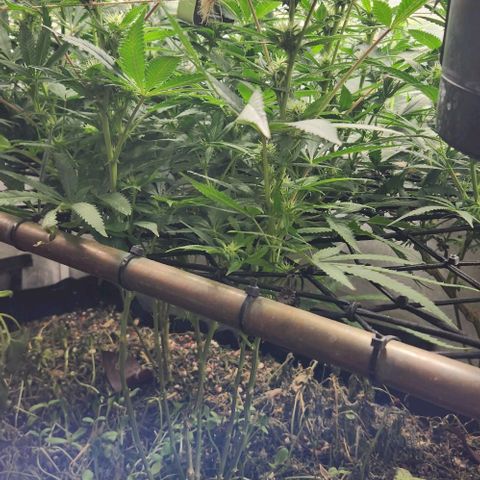 Purple Buddha #2 growlog timeline photo