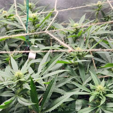 Purple Buddha #2 growlog timeline photo