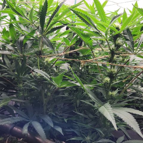 Purple Buddha #2 growlog timeline photo